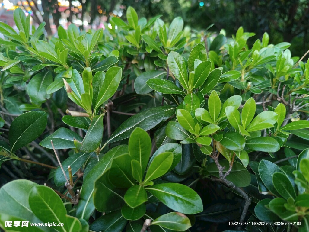 翠绿繁茂的绿植景观