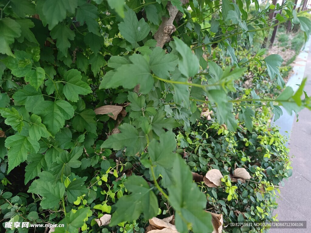 绿叶繁茂的植物景观