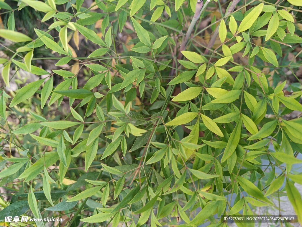 翠绿繁茂的枝叶景观