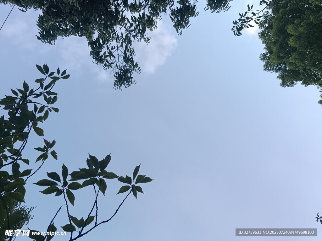 仰视林间枝叶与天空