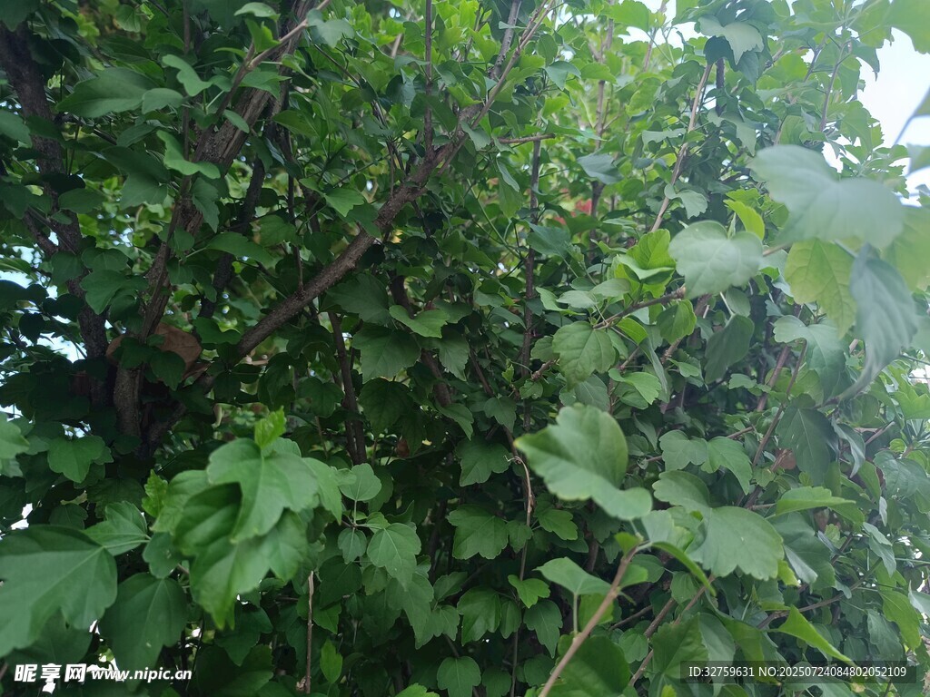繁茂绿植景观