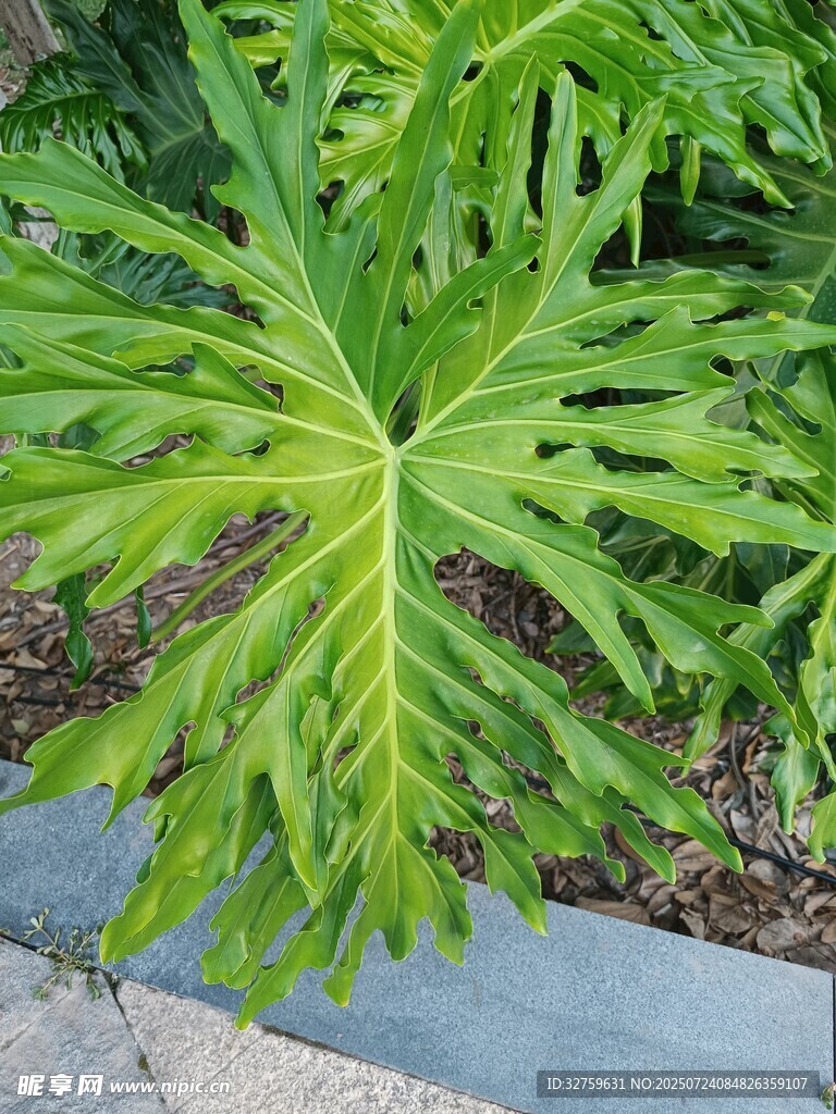 独特叶片的绿色植物