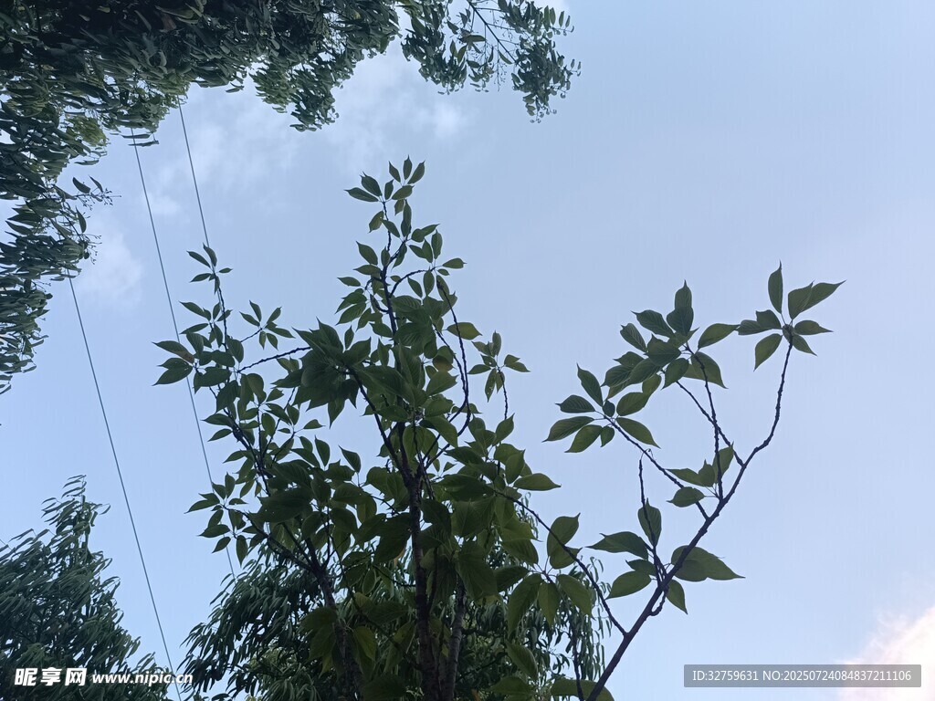 树梢之上的天空景致