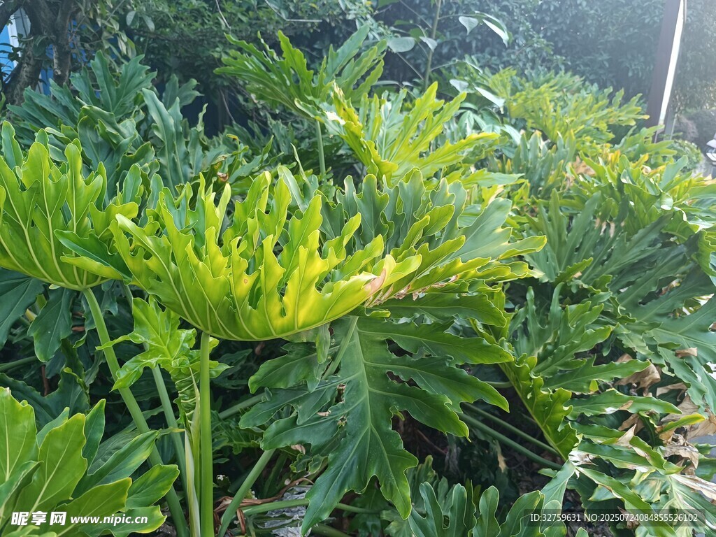 翠绿繁茂的绿植景观