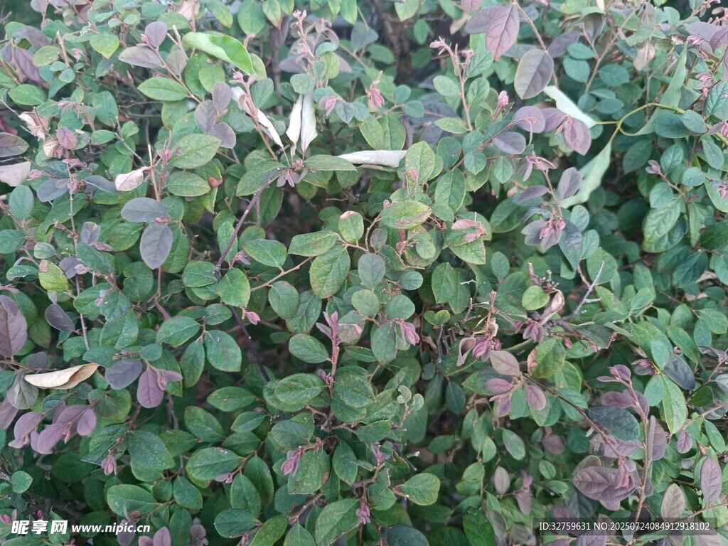 绿叶紫叶交织的植物景观