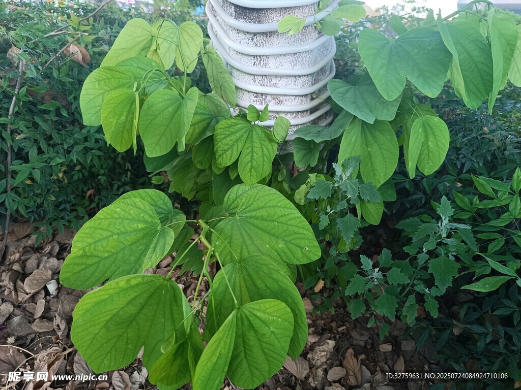 绿叶植物与白色物件同框