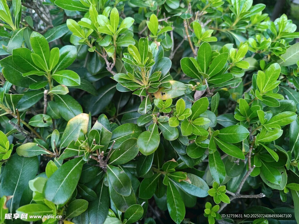 繁茂绿叶植物特写
