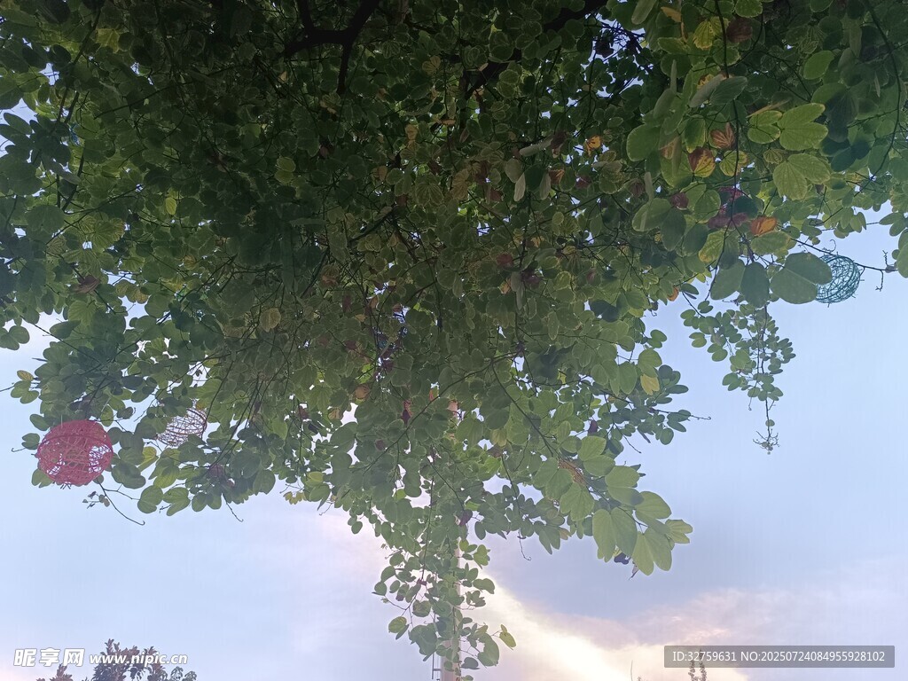 仰视繁茂绿树与天空