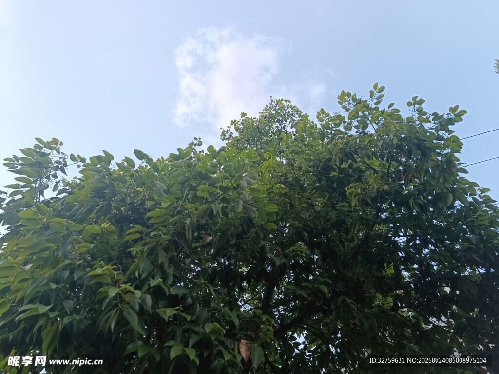 蓝天绿树美景
