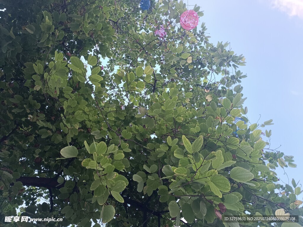 绿叶繁茂的树冠