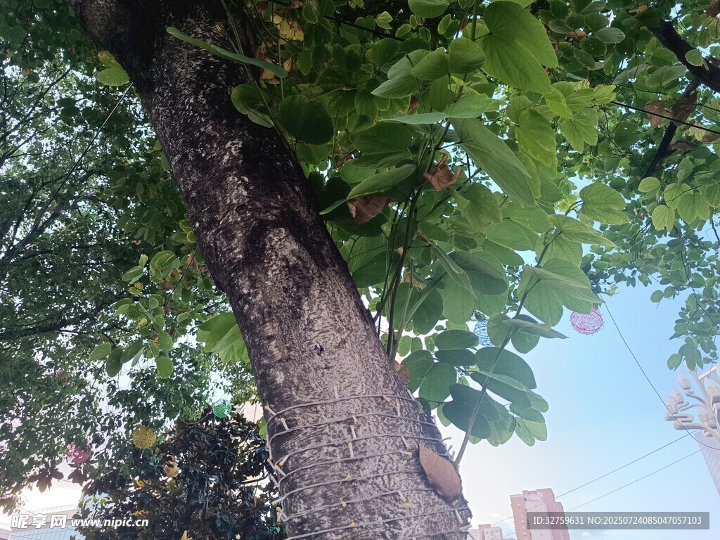 树干上的绿叶与斑驳光影