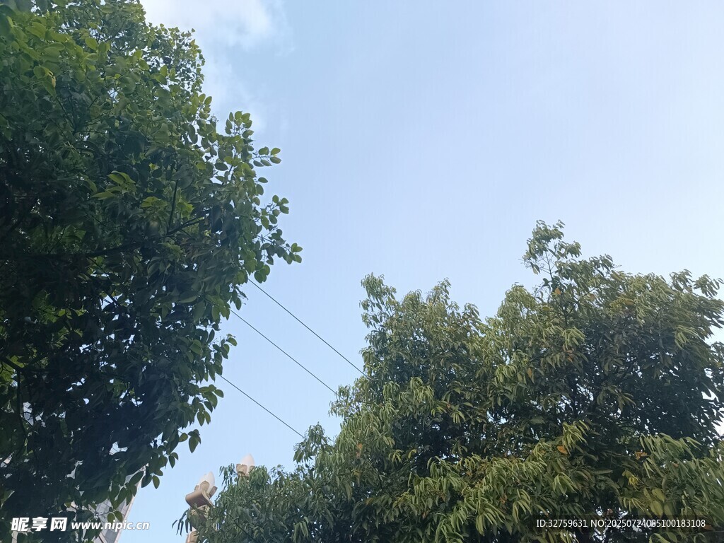 仰视绿树蓝天的自然景致