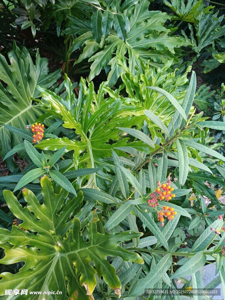 绿叶间的橙色小花