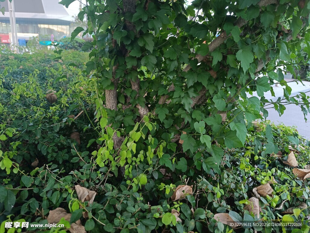 繁茂绿植景观