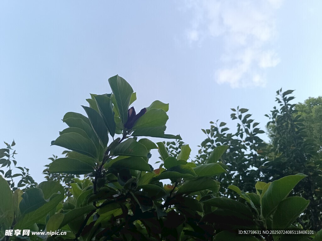 绿叶蓝天