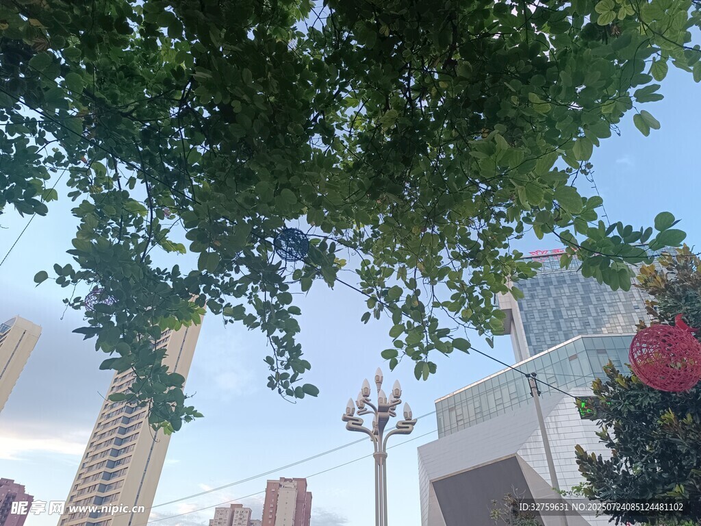 城市中繁茂绿树与高楼相映