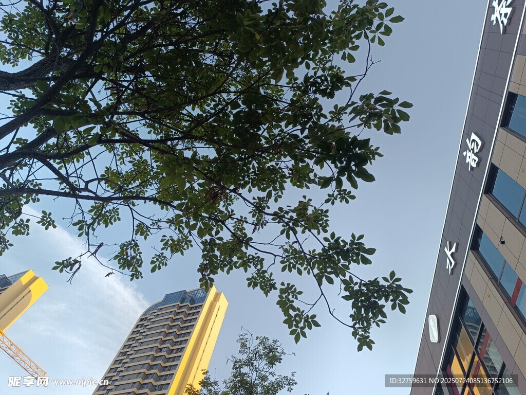 城市中树与高楼的景致
