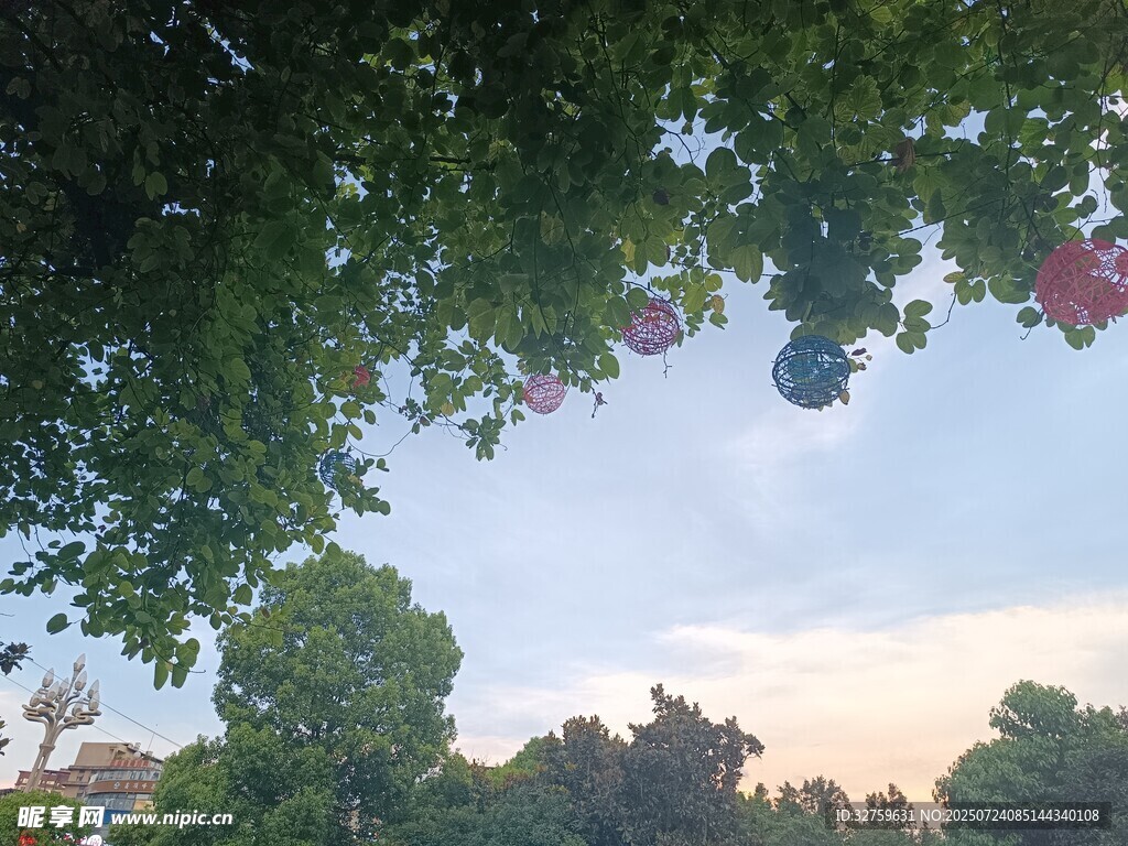 透过枝叶看天际的景色