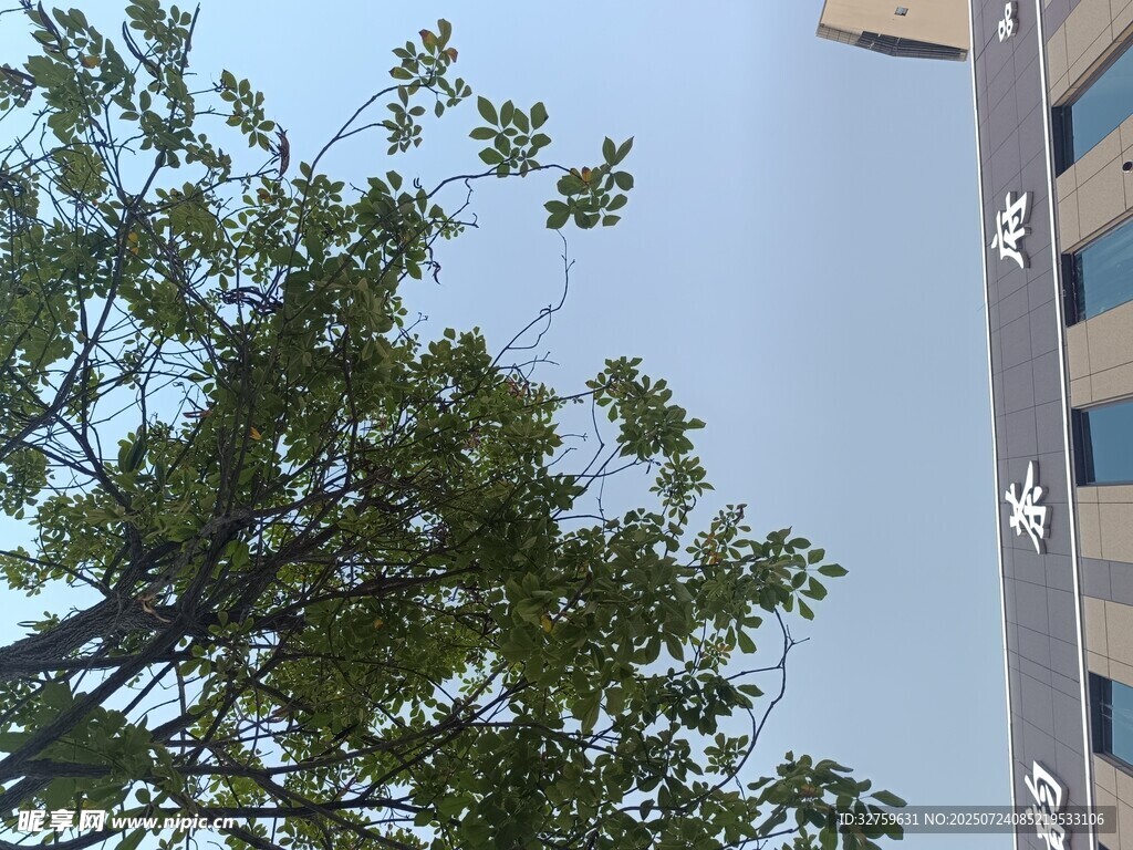 绿树与高楼的城市景致