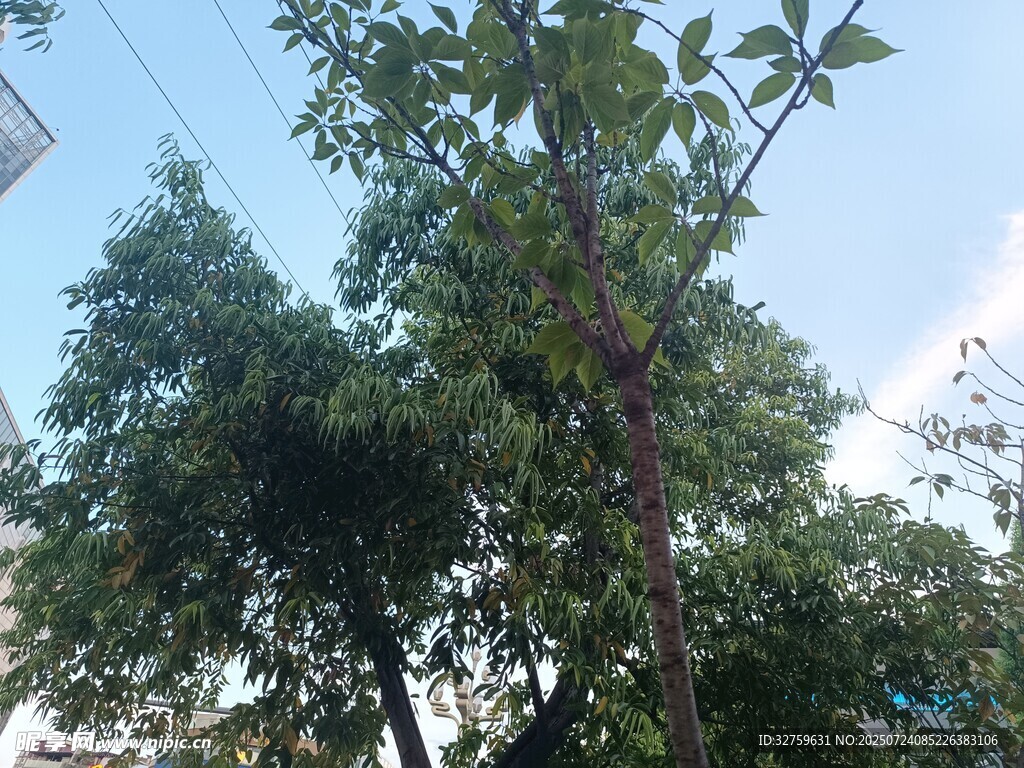 蓝天绿树风景图