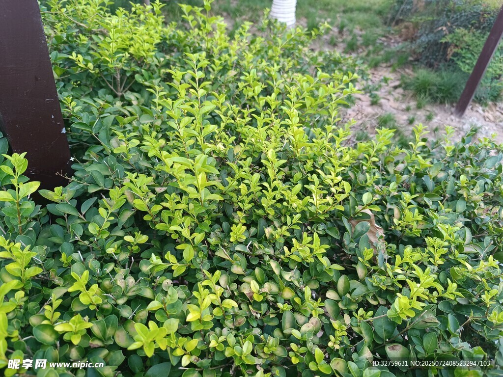 翠绿繁茂的丛生植物