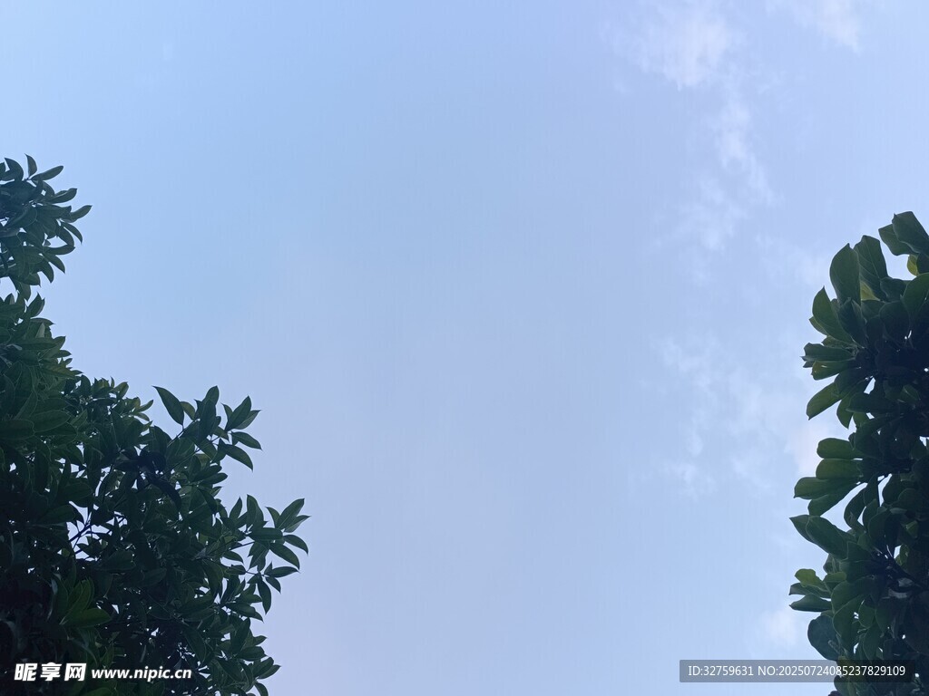 仰视绿树蓝天