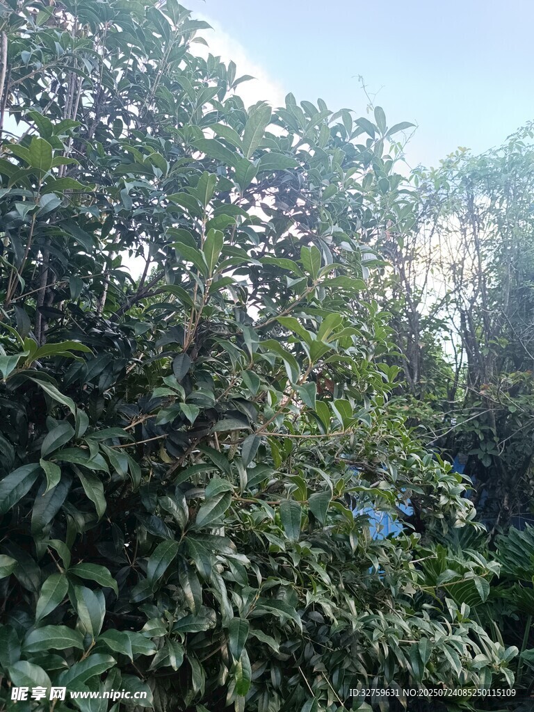 繁茂绿植景观