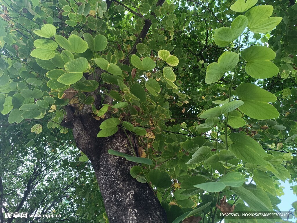 繁茂绿树展现自然生机