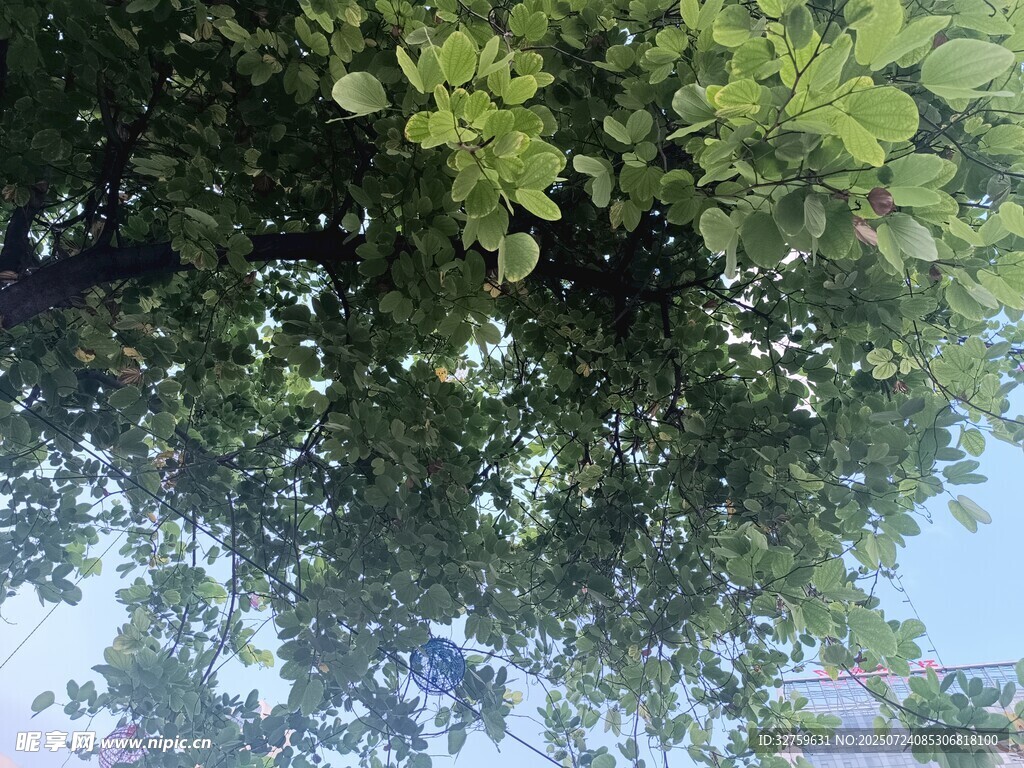 仰视繁茂绿叶