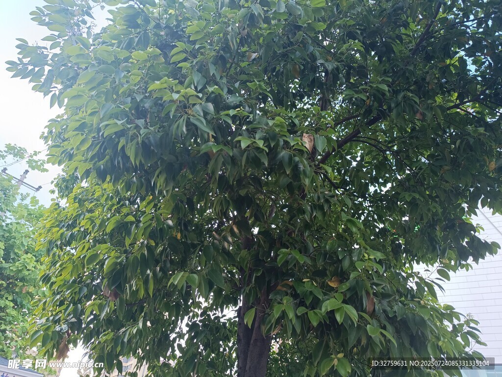 茂盛绿树展现盎然生机