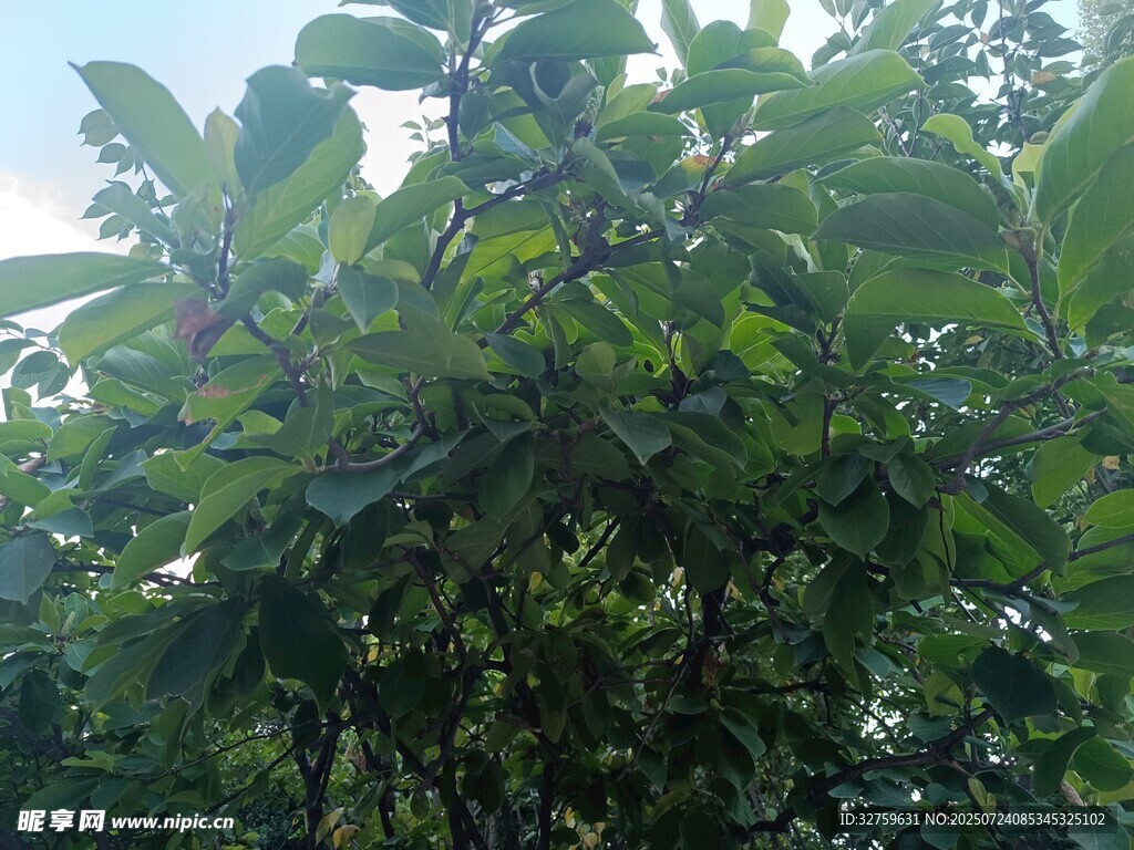 繁茂绿植