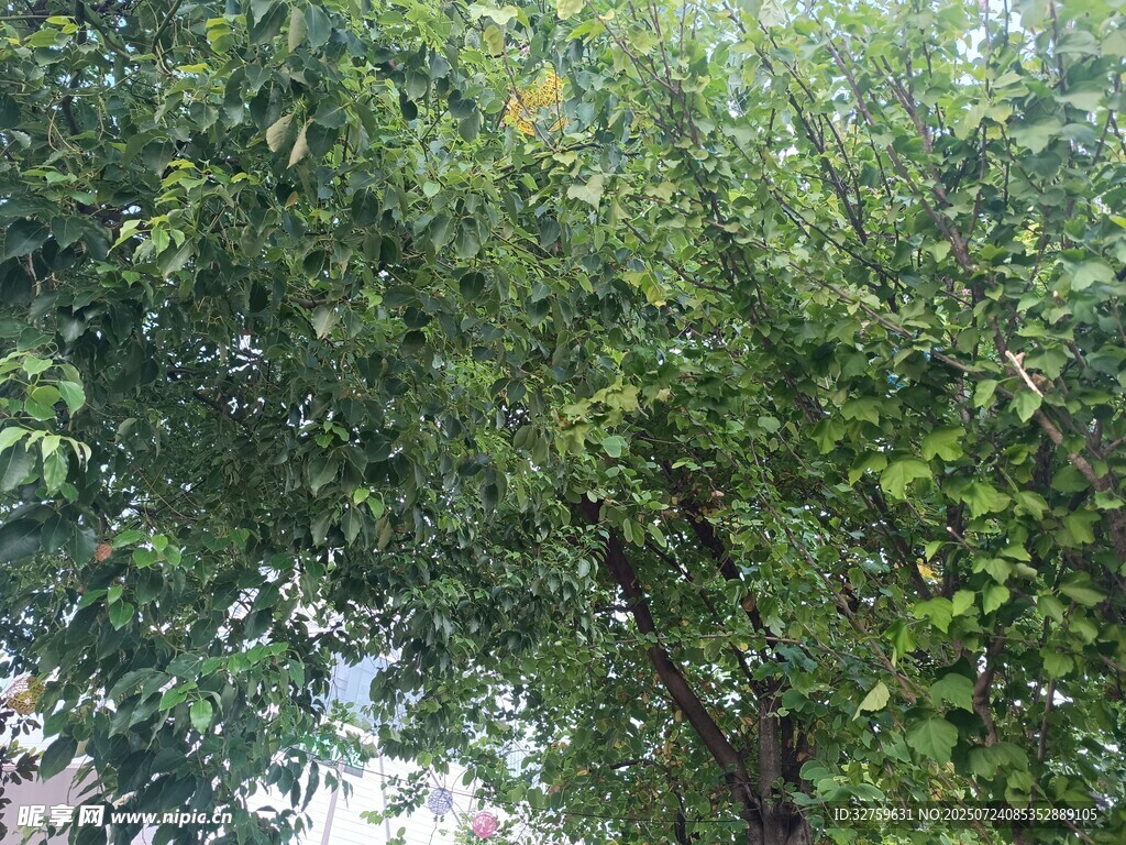 繁茂绿树