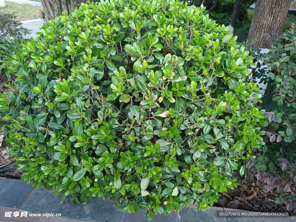 球形绿植特写