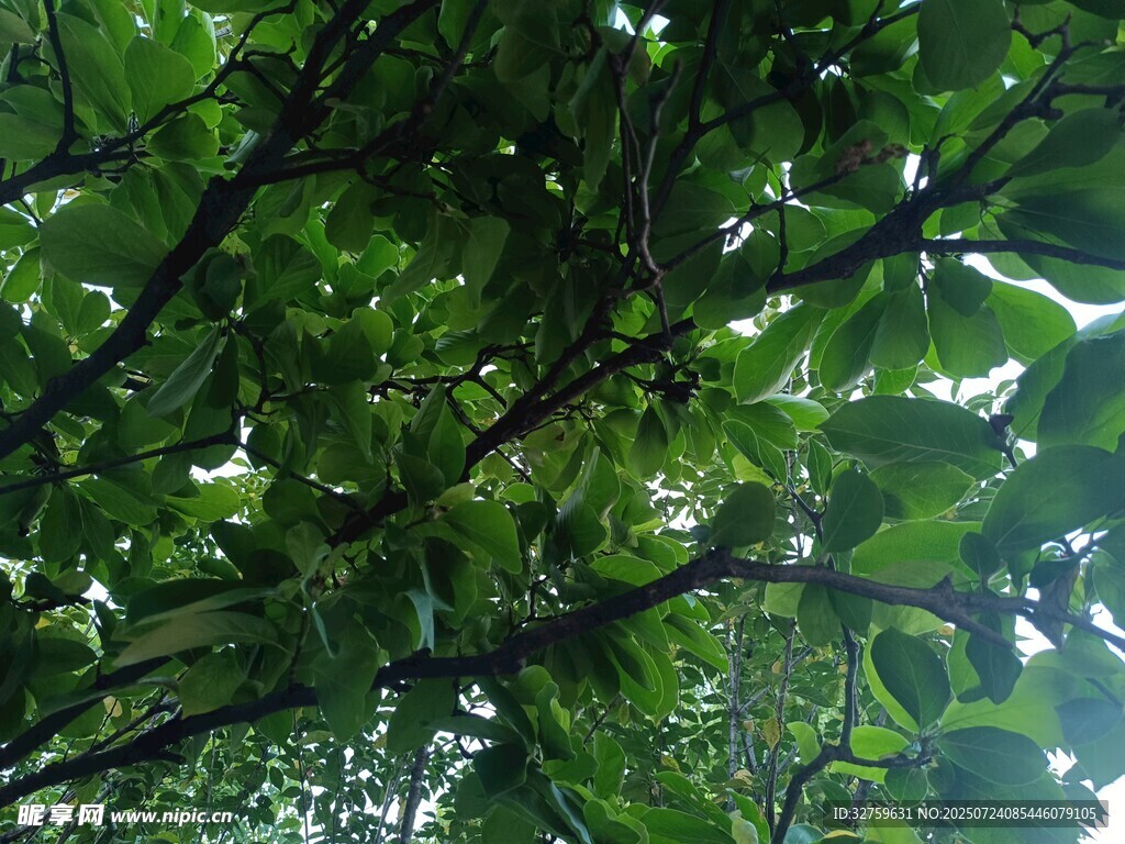 繁茂绿叶间的光影世界