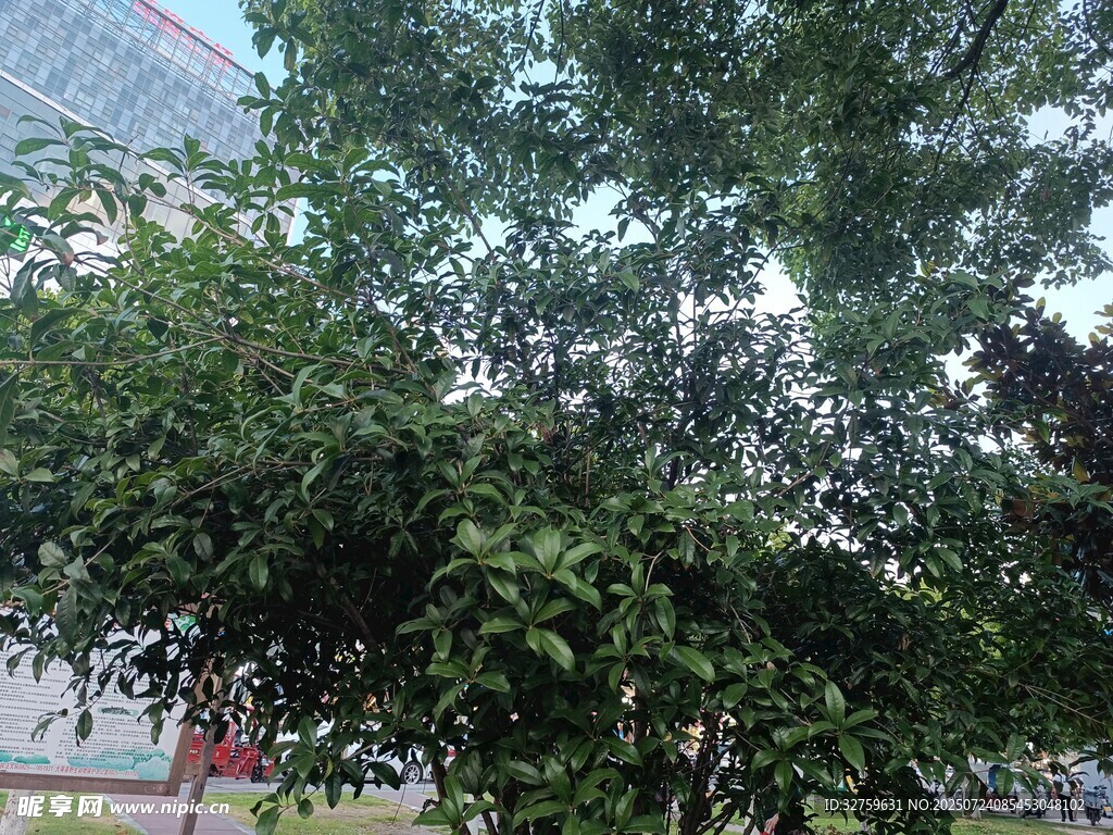 绿叶繁茂的树木
