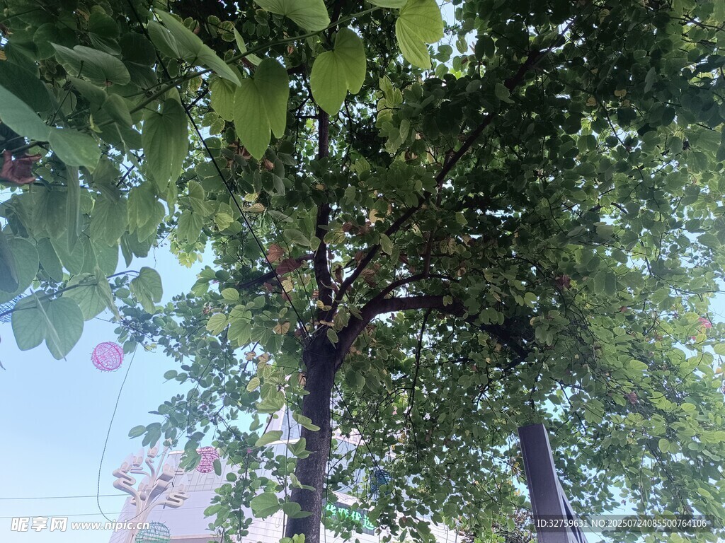 繁茂绿树间的自然景致