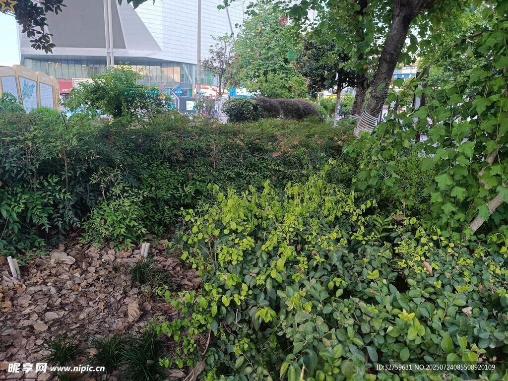 绿意盎然的庭院景观