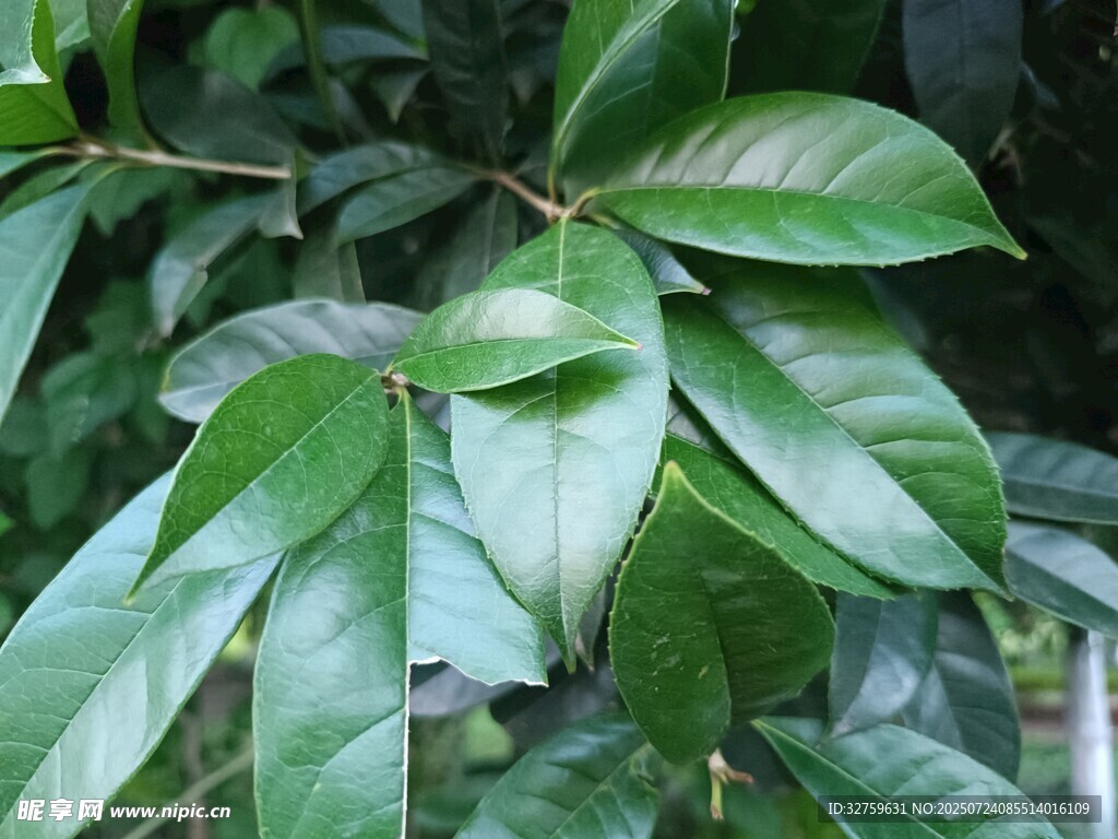 翠绿叶片特写