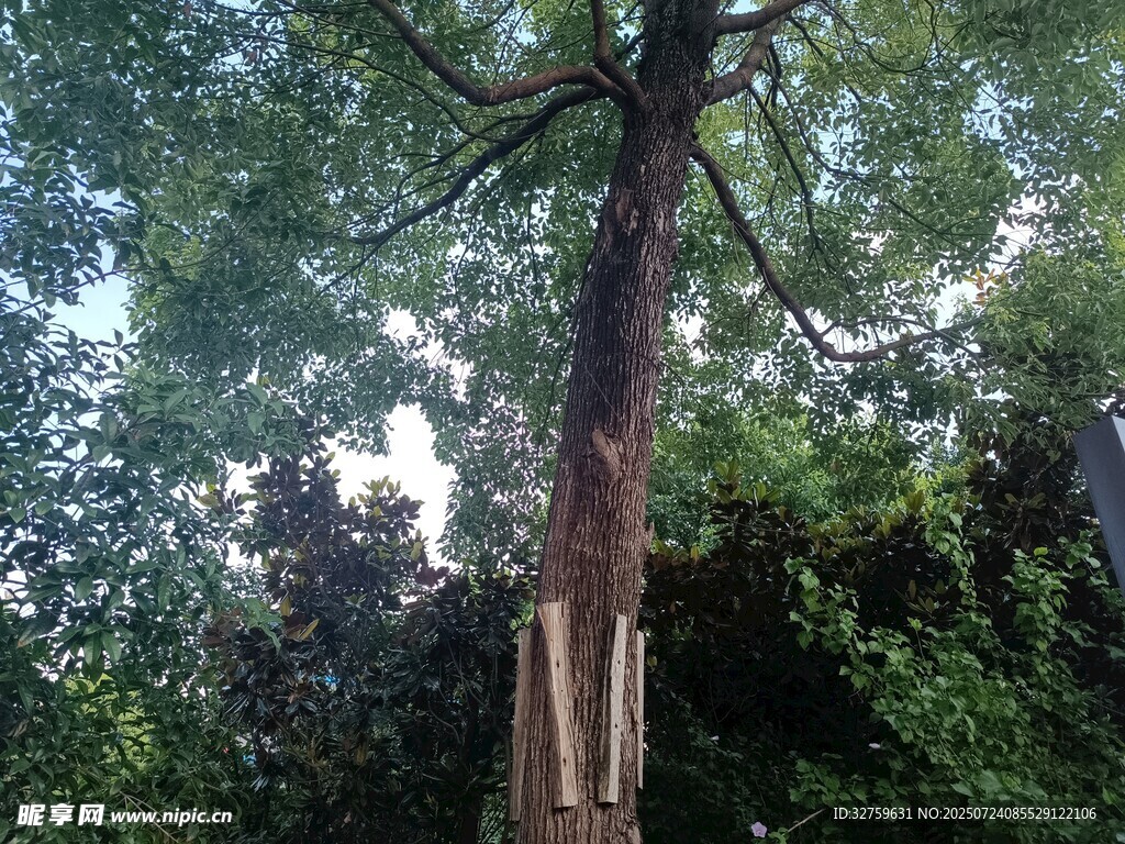 遭砍伐的高大树木