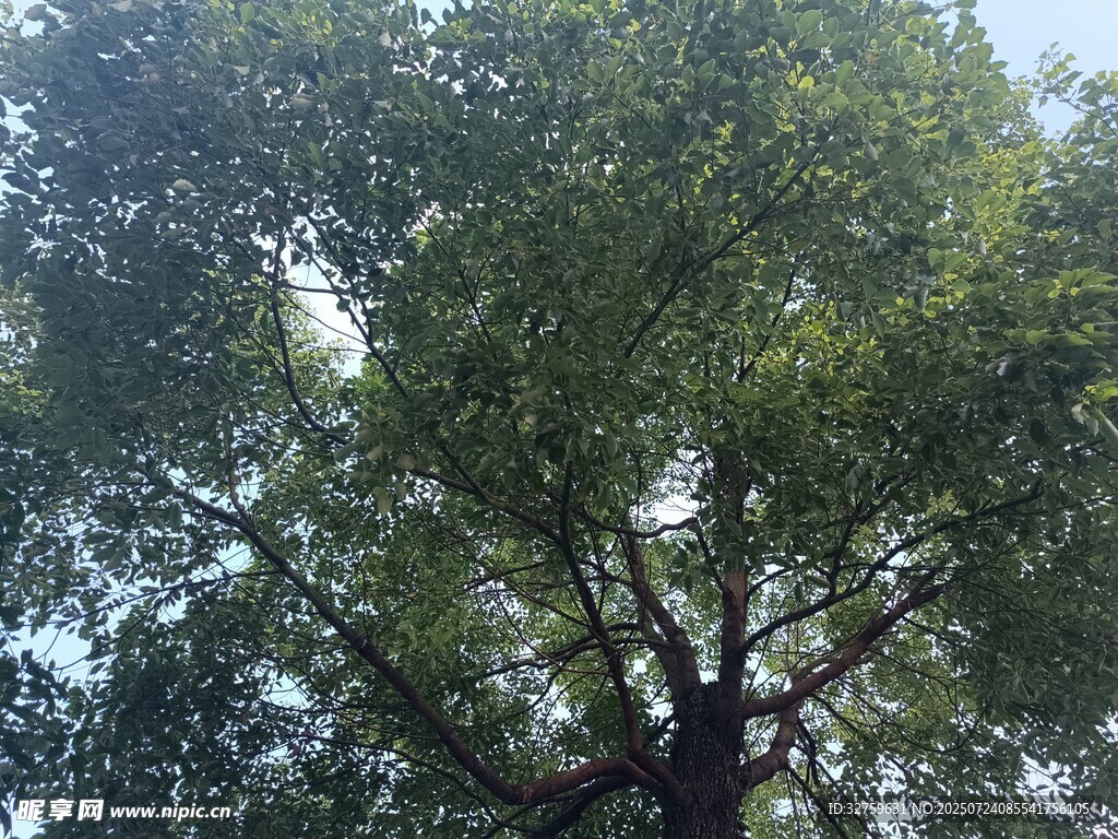 仰视葱郁大树