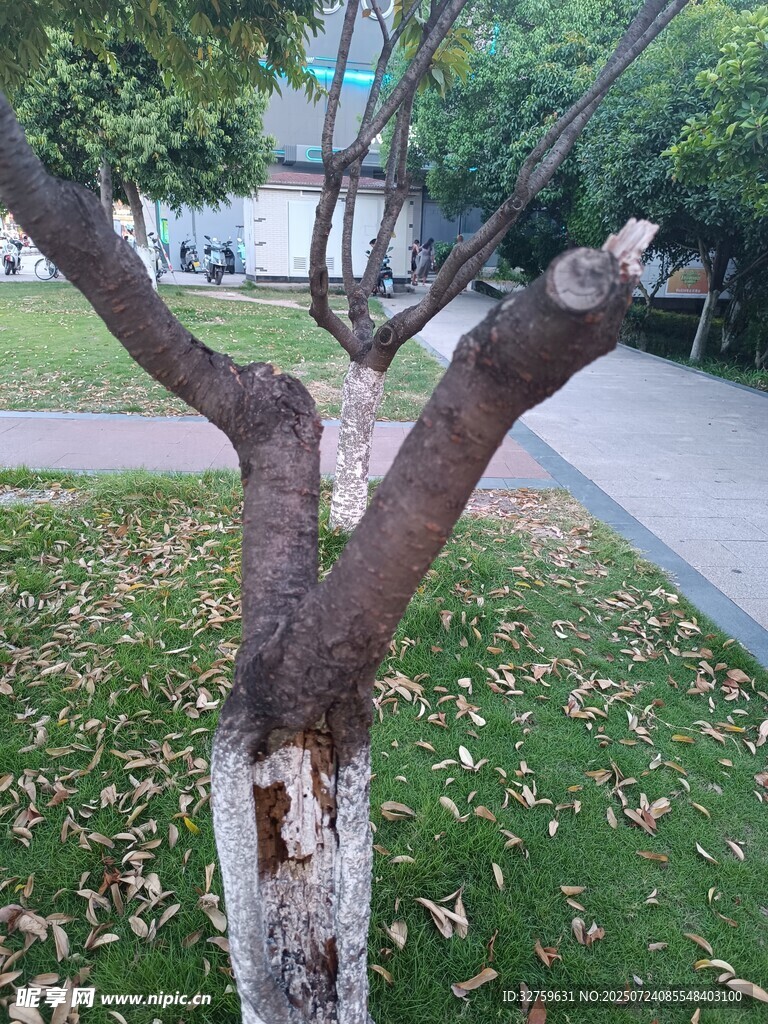 修剪后的树干立于草地