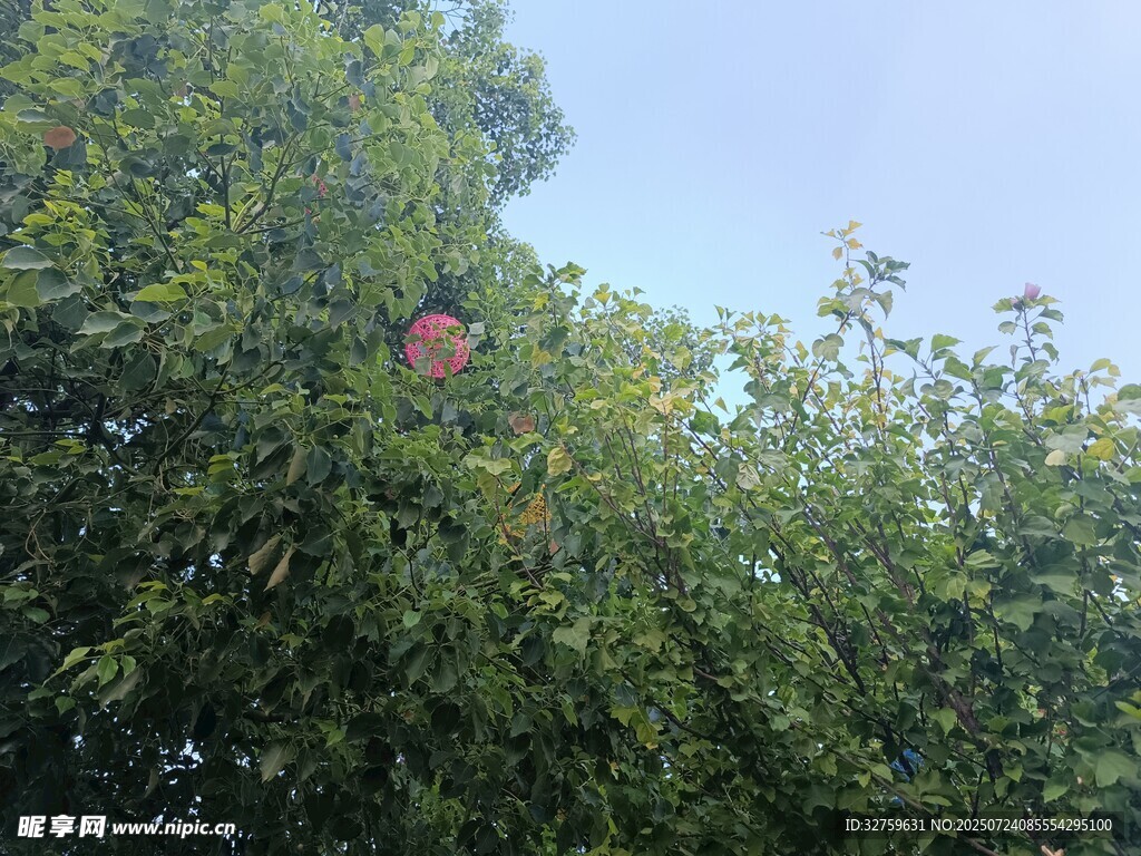 树上挂着的红果子