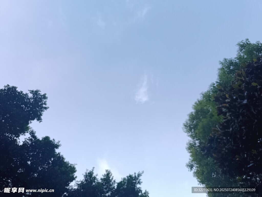 树梢之上的蔚蓝天空