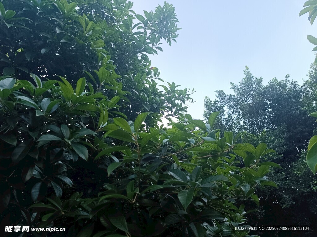 繁茂绿植