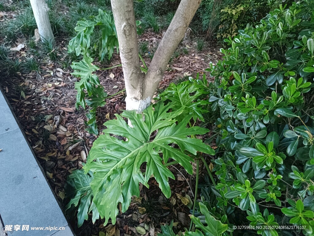 庭院中的绿植景观