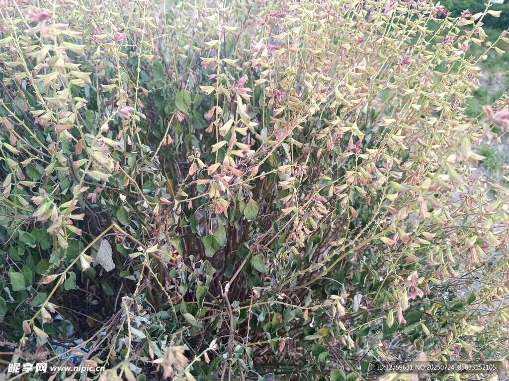 干枯的灌木丛