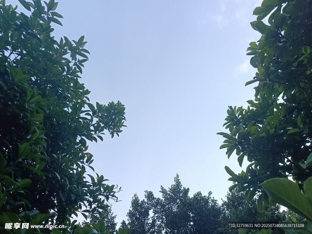 绿树蓝天自然景致