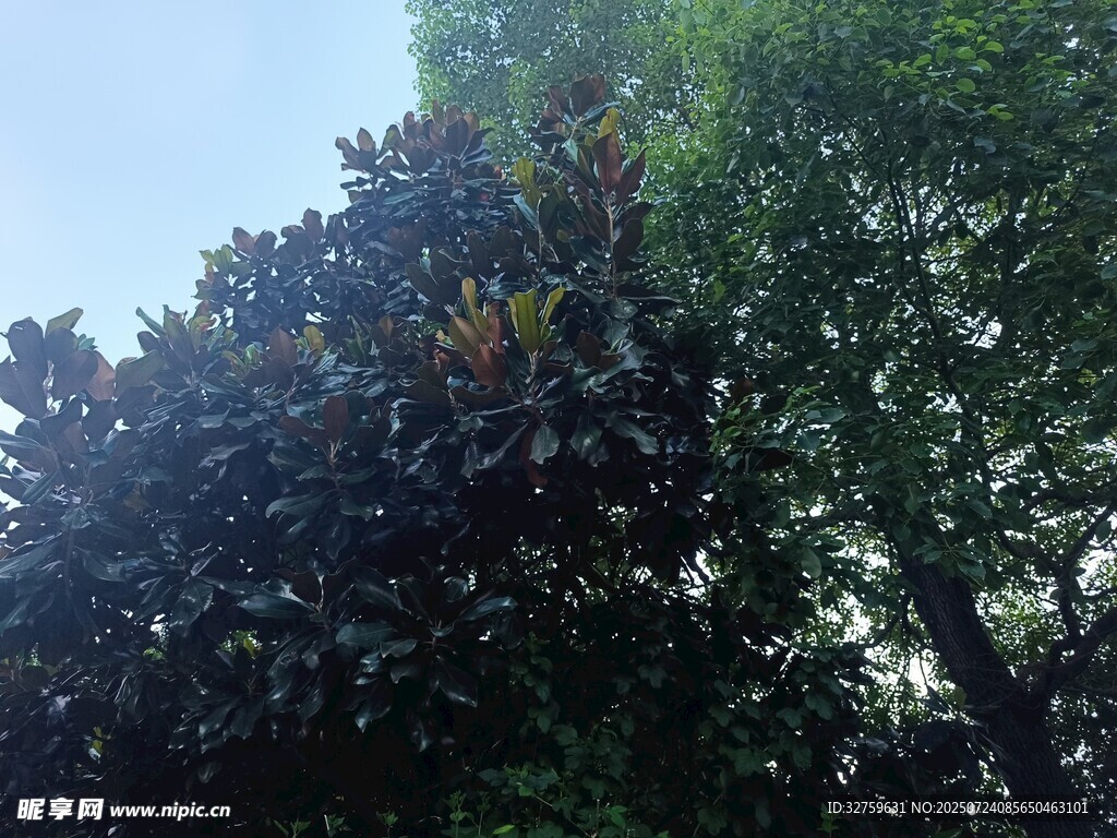 繁茂绿树