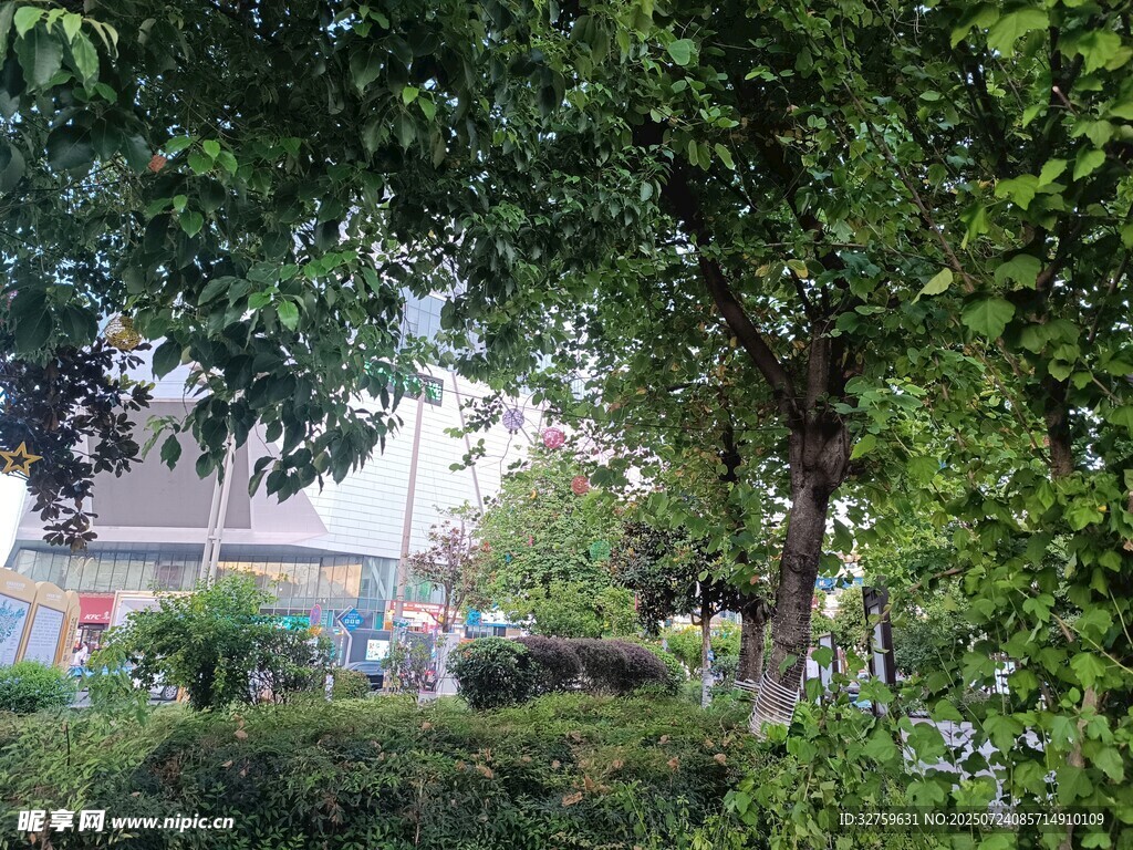 绿树成荫的清新户外景致