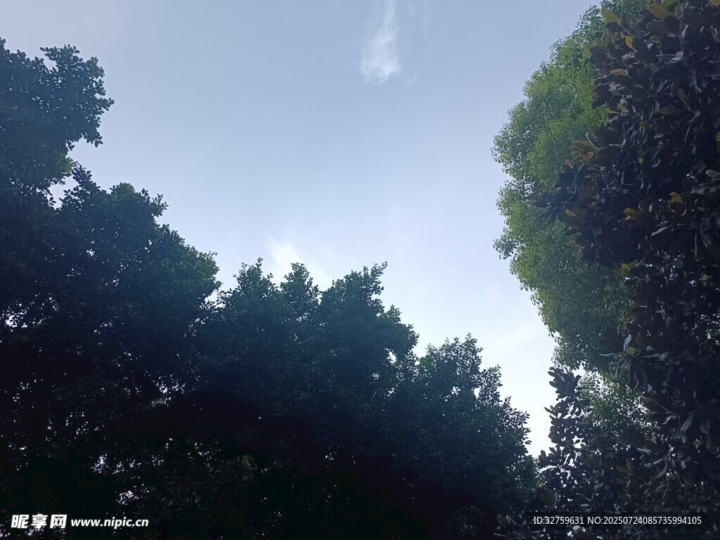 树梢间的蓝天